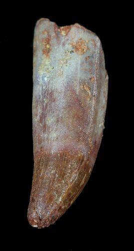Rooted Cretaceous Fossil Crocodile Tooth - Morocco #49048
